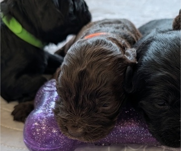 Medium Photo #22 Boykin Spaniel-Goldendoodle Mix Puppy For Sale in MORGANTON, NC, USA