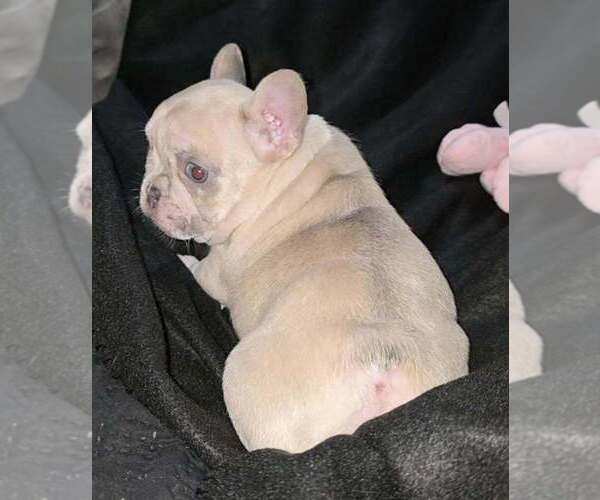 Medium Photo #3 French Bulldog Puppy For Sale in BOSTON, KY, USA