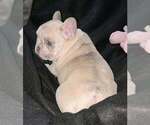Small #2 French Bulldog