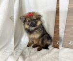 Small #3 Pomeranian