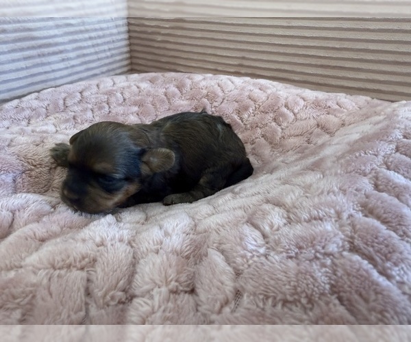 Medium Photo #42 Yorkipoo Puppy For Sale in ARLINGTON, TX, USA