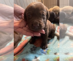 Labrador Retriever Puppy for sale in OSYKA, MS, USA