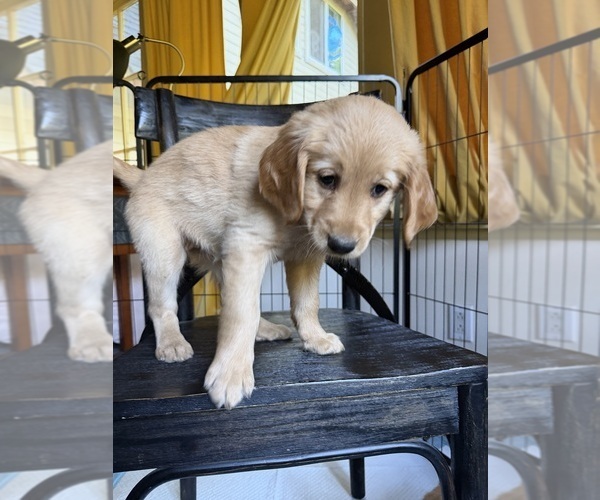 Medium Photo #5 Goldendoodle Puppy For Sale in BOULDER CREEK, CA, USA