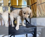 Litter of 5 - Male(s) and Female(s) GoldendoodleLitter of Puppies for Sale - Photo #5