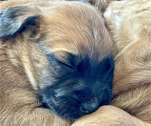 Medium Photo #15 Boxer-Poodle (Standard) Mix Puppy For Sale in WEST POINT, VA, USA
