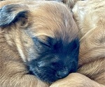 Small Photo #15 Boxer-Poodle (Standard) Mix Puppy For Sale in WEST POINT, VA, USA