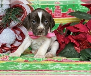 German Shorthaired Pointer-Unknown Mix Puppy for sale in LANCASTER, PA, USA