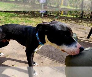 American Pit Bull Terrier-Unknown Mix Dogs for adoption in Temple, TX, USA