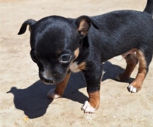 Chihuahua Puppy for sale in KIRKLAND, AZ, USA