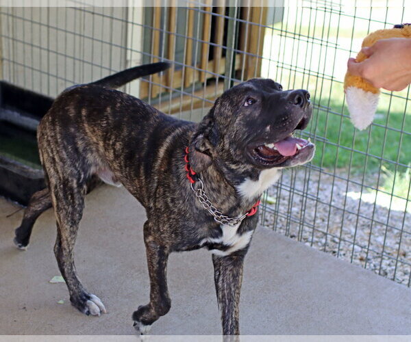 Medium Photo #4 Mastiff-Unknown Mix Puppy For Sale in Green Forest, AR, USA