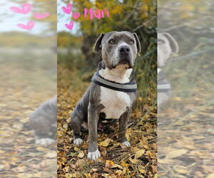 American Pit Bull Terrier-Unknown Mix Dogs for adoption in Monte Vista, CO, USA