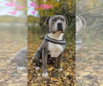 Small American Pit Bull Terrier Mix