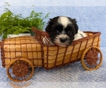Small #5 Havanese