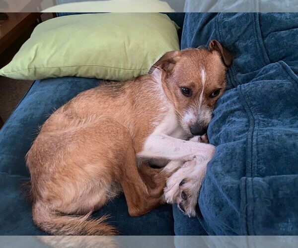 Medium Photo #3 Mutt Puppy For Sale in Minneapolis, MN, USA