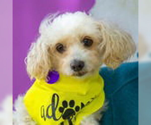 Medium Photo #6 Poodle (Standard) Puppy For Sale in Fremont, CA, USA
