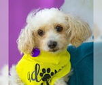 Small #5 Poodle (Standard)