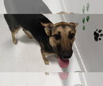 Small #5 Mutt