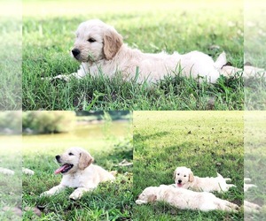 Goldendoodle Puppy for sale in PLAINVILLE, GA, USA