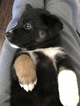 Small Photo #2 German Shepherd Dog-Siberian Husky Mix Puppy For Sale in YUCCA VALLEY, CA, USA