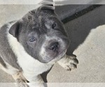 Small Photo #1 Chinese Shar-Pei Puppy For Sale in APPLE VALLEY, CA, USA