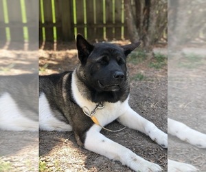 Akita Dogs for adoption in CHANDLER, AZ, USA
