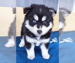 Small Photo #6 Pomsky Puppy For Sale in PUNTA GORDA, FL, USA