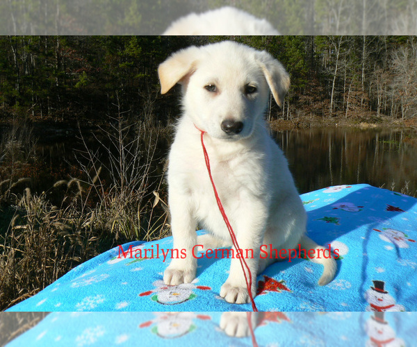 Medium Photo #2 German Shepherd Dog Puppy For Sale in PIEDMONT, MO, USA