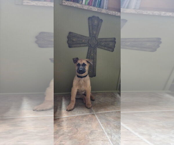 Medium Photo #4 German Shepherd Dog-Unknown Mix Puppy For Sale in Kannapolis, NC, USA