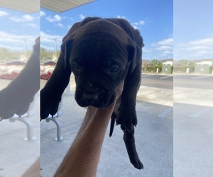 Labrador Retriever Puppy for sale in ORLANDO, FL, USA