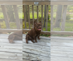 Small Photo #1 French Bulldog Puppy For Sale in WOODBRIDGE, VA, USA