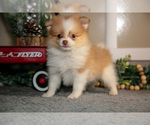 Small Photo #9 Pom-A-Poo Puppy For Sale in NAPPANEE, IN, USA