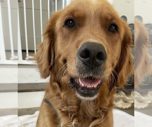Medium Photo #1 English Cream Golden Retriever-Golden Retriever Mix Puppy For Sale in LITITZ, PA, USA