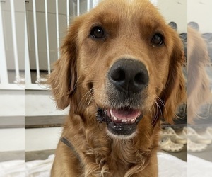 Mother of the English Cream Golden Retriever-Golden Retriever Mix puppies born on 07/20/2026