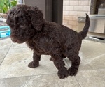 Small #2 Poodle (Standard)