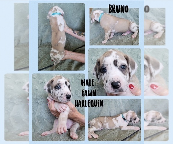 Medium Photo #6 Great Dane Puppy For Sale in CORONA, CA, USA