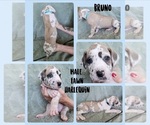 Small Photo #6 Great Dane Puppy For Sale in CORONA, CA, USA