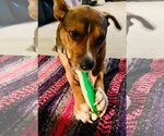 Small #29 American Pit Bull Terrier Mix