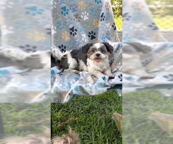 Medium Photo #16 Shih Tzu Puppy For Sale in Weston, FL, USA