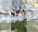 Small #15 Shih Tzu