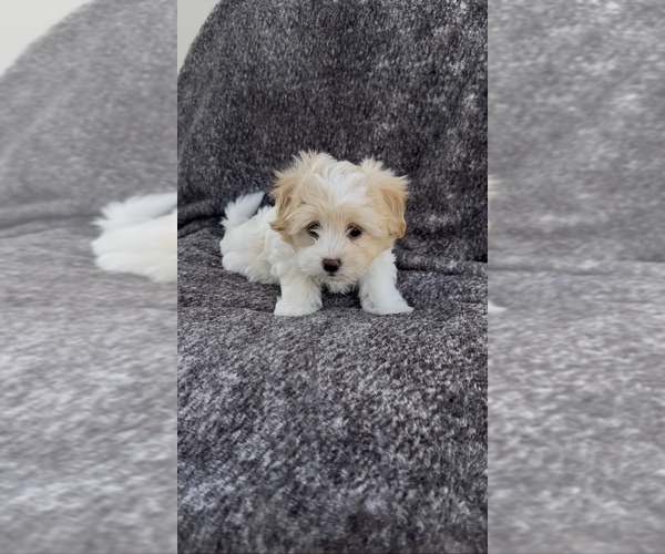Medium Photo #8 Maltese Puppy For Sale in ONTARIO, CA, USA