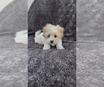 Small #2 Maltese