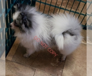 Pomeranian Puppy for sale in DOWNERS GROVE, IL, USA