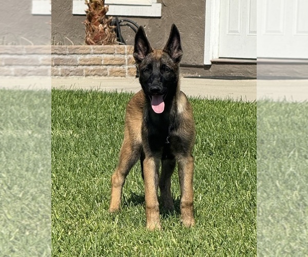 Medium Photo #1 Belgian Malinois Puppy For Sale in SHERMAN OAKS, CA, USA