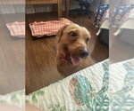 Small Photo #6 Golden Retriever-Unknown Mix Puppy For Sale in Valrico, FL, USA