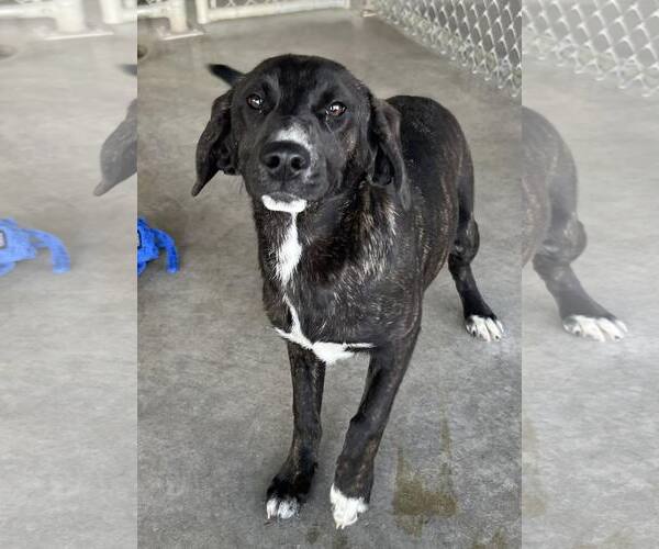 Medium Photo #1 Mutt Puppy For Sale in Pryor, OK, USA