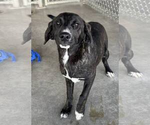 Mutt Dogs for adoption in Pryor, OK, USA