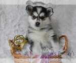 Small Photo #5 Pomsky Puppy For Sale in SALEM, OH, USA