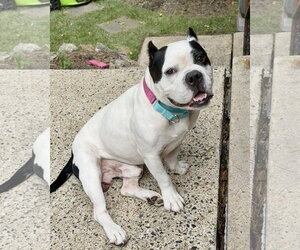 Bulldog Dogs for adoption in Dumont, NJ, USA