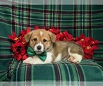Small Photo #4 Pembroke Welsh Corgi Puppy For Sale in BIRD IN HAND, PA, USA
