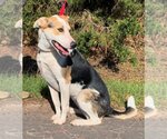 Small Photo #4 Australian Shepherd-German Shepherd Dog Mix Puppy For Sale in Coppell, TX, USA